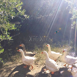 xiexie『XIEXIE / 33』アレックスGらに重なるローファイでサイケな音が心地いい、2作の配信EPをまとめた限定CD