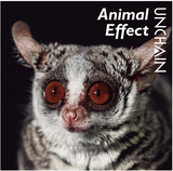 UNCHAIN『Animal Effect』ファンクやAORを織り交ぜてミクスチャーなセンスを誇示