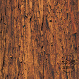ドラマー・ソングライター坂田学、初となるスタジオ録音オリジナル・アルバムは10年を費やし豪華メンバーと作り上げた『木の奥』