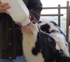 高見 香那