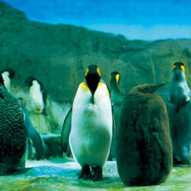 山本精一のフォークロックバンド羅針盤、90年代の名盤『らご』『せいか 山本精一のフォークロックバンド羅針盤、90年代の名盤『らご』『せいか