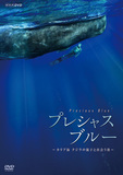 「プレシャス・ブルー カリブ海・クジラの親子と出会う旅」 ダイバーの二木あいがカリブ海のクジラに迫るドキュメンタリー